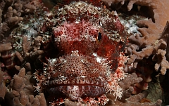 Raja Ampat 2016 - Scorpaenopsis oxycephala - Tasseled scorpionfish - Poisson scorpion a a houppes - IMG_5062_rc